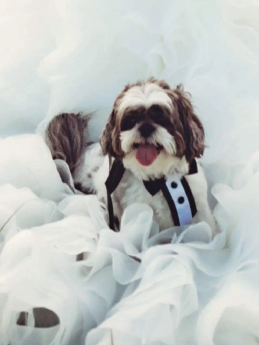 Formal Black and White Dog Tuxedo Vest Harness